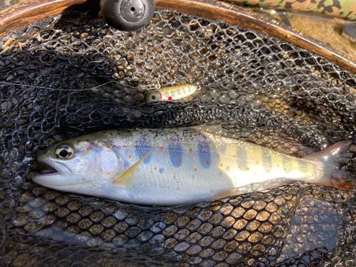 アマゴの釣果