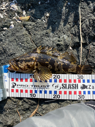 タケノコメバルの釣果