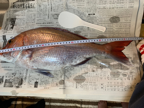 タイの釣果