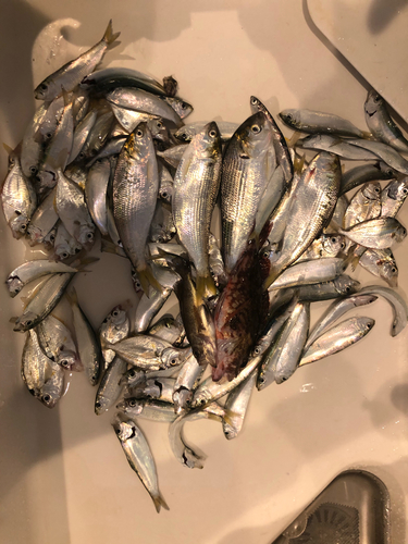 コノシロの釣果