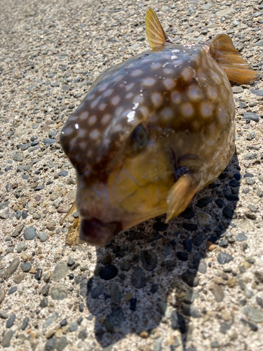 ハコフグの釣果