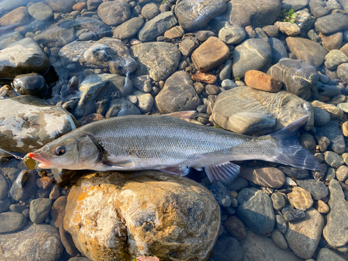 マルタウグイの釣果