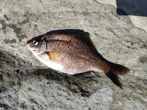 ウミタナゴの釣果