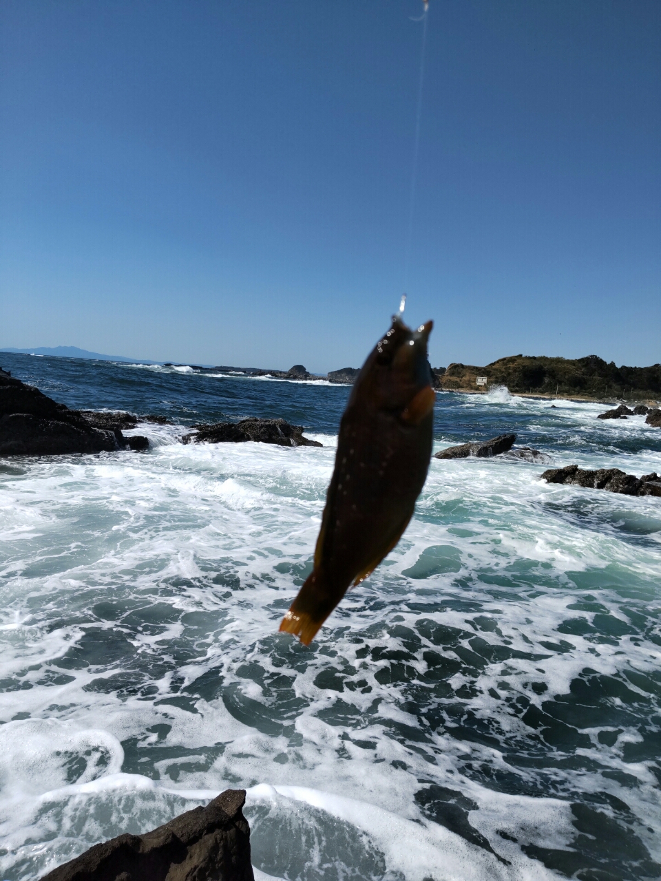 ウミタナゴ