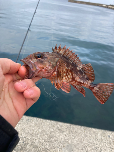 ガシラの釣果