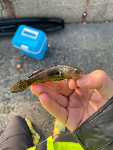 アナハゼの釣果