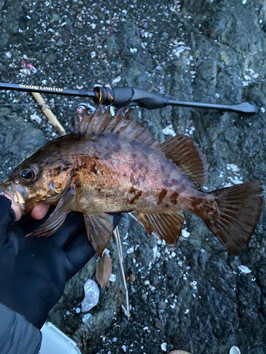 メバルの釣果