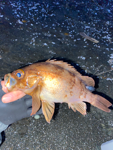 メバルの釣果