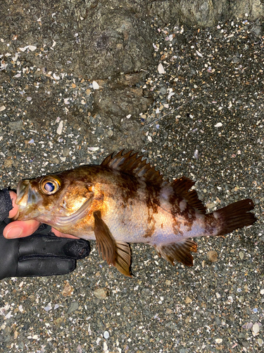 メバルの釣果