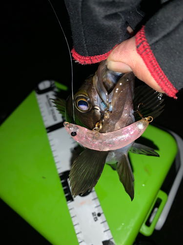 シロメバルの釣果