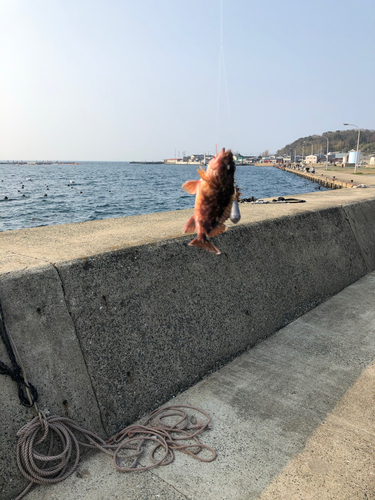 アラカブの釣果