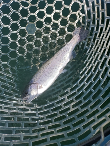 ニジマスの釣果