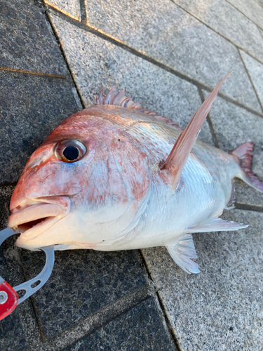 タイの釣果