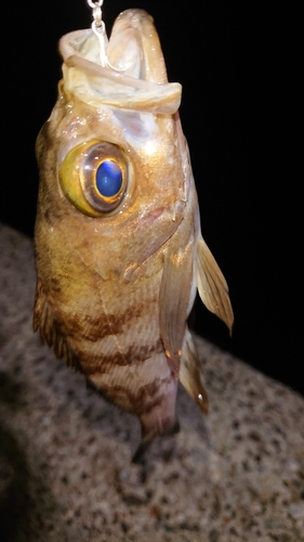 シロメバルの釣果