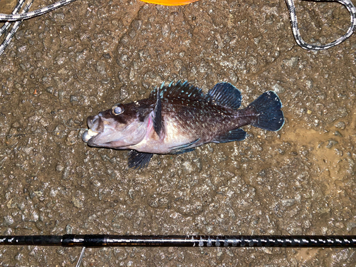 ソイの釣果