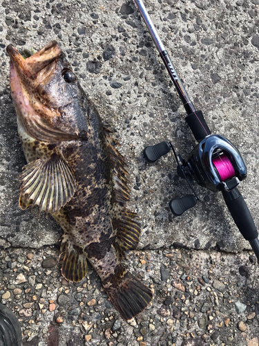 タケノコメバルの釣果