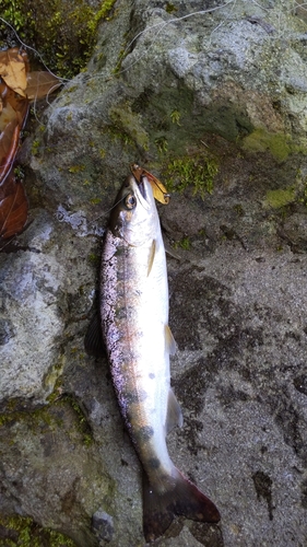 ヤマメの釣果