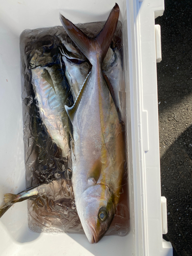 ショゴの釣果