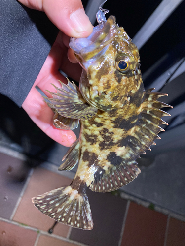 カサゴの釣果