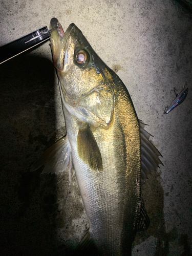 スズキの釣果