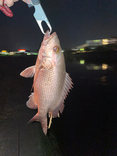 マングローブジャックの釣果