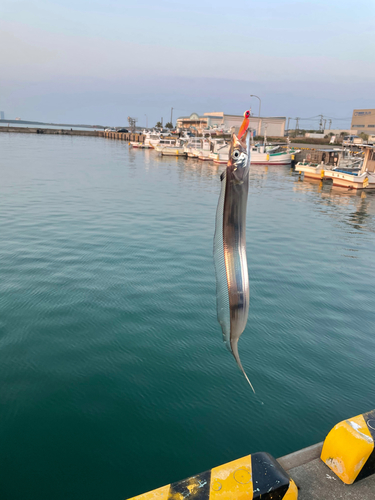 タチウオの釣果