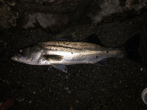 スズキの釣果