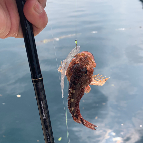 アラカブの釣果