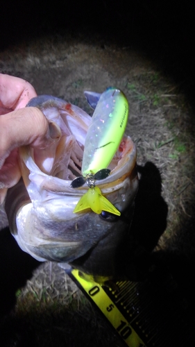 ブラックバスの釣果