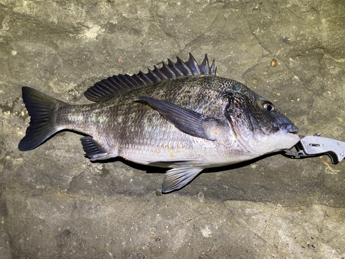 チヌの釣果