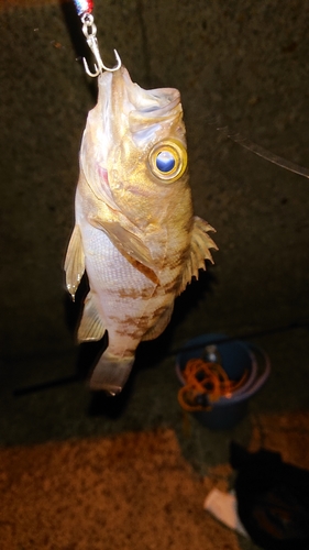 シロメバルの釣果