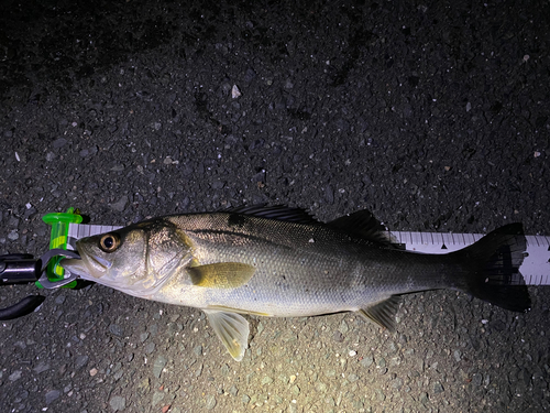 シーバスの釣果