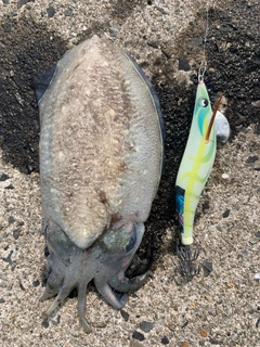 マツバイカの釣果