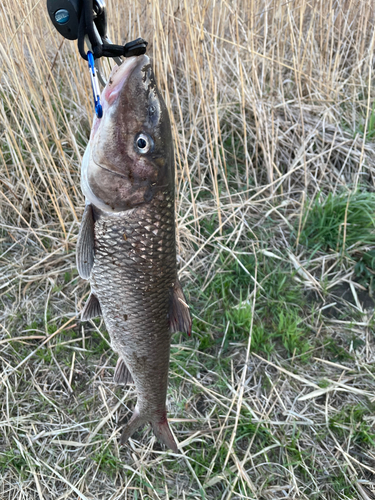 ニゴイの釣果