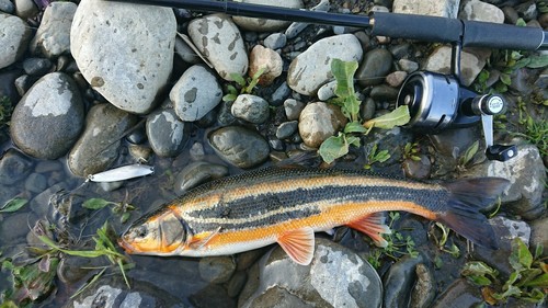 ウグイの釣果