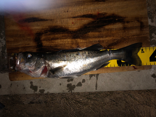 シーバスの釣果