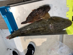 コチの釣果