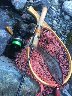 ヤマメの釣果