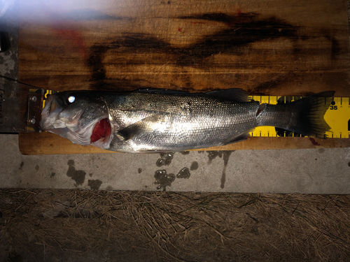 シーバスの釣果