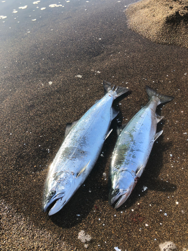 サクラマスの釣果