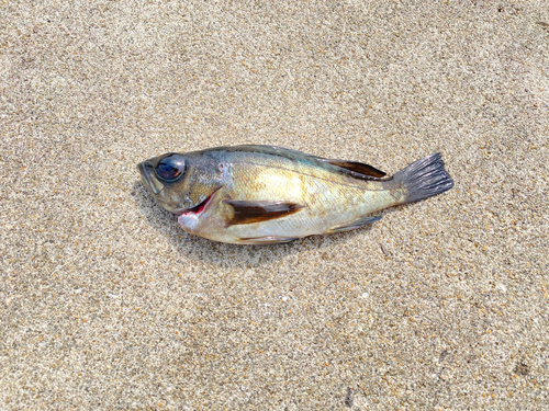 クロメバルの釣果