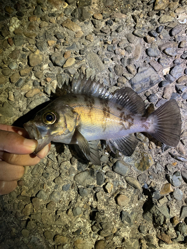 メバルの釣果