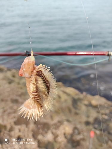 釣果