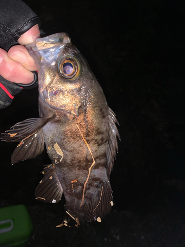 クロメバルの釣果