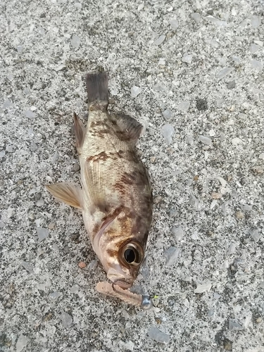 メバルの釣果