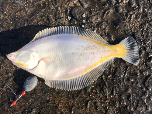 マガレイの釣果