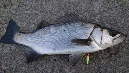 フッコ（ヒラスズキ）の釣果