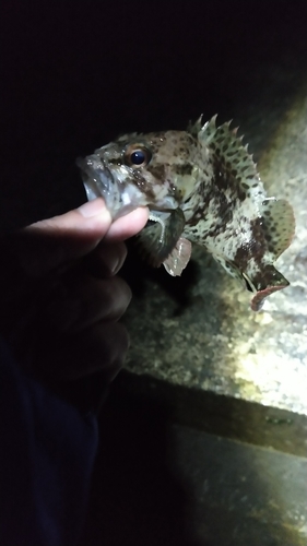 ソイの釣果