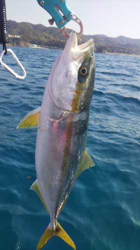 ツバスの釣果