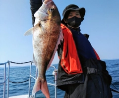 マダイの釣果